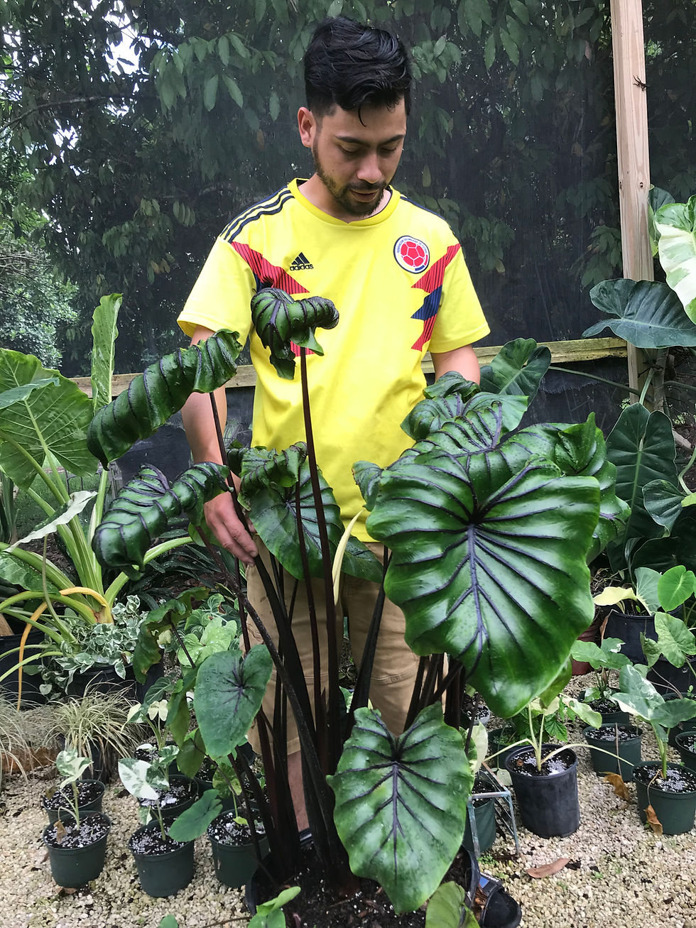 Colocasia 'Pharaoh's Mask' | Rob's Rare Plants