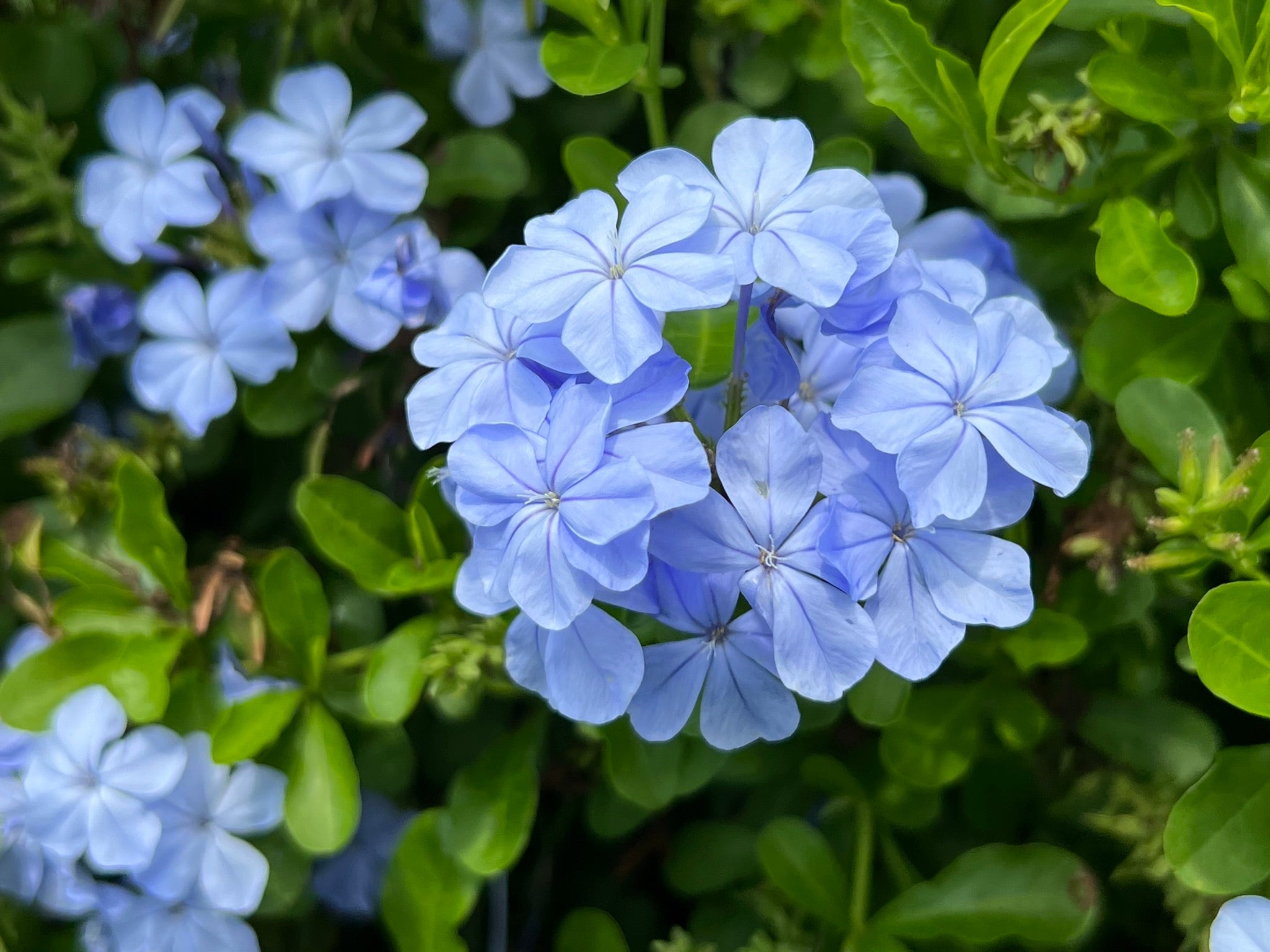 Plumbago Cape Leadplant Plumbago auriculata 20 Seeds USA Company &ndash; R&B  Floridaseeds