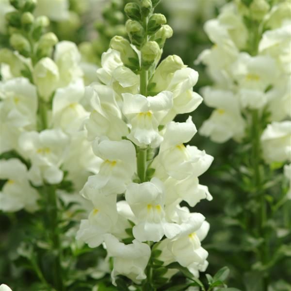 Grow Your Own Snapdragon Spectacle: Unleash the Beauty with Our Premium Snapdragon Seeds!