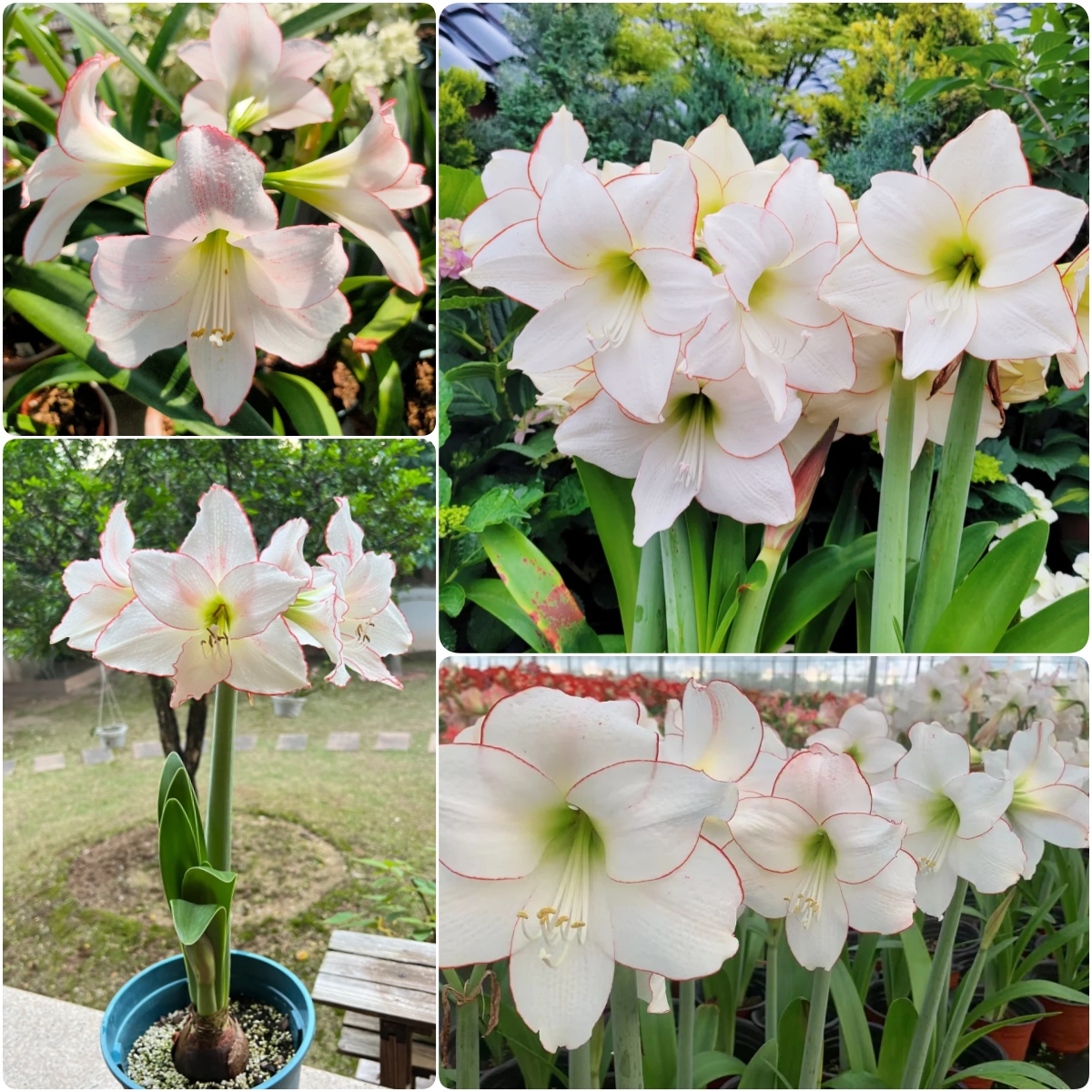 Amaryllis Bulbs🌺Interior Design, Low Maintenance, Garden
