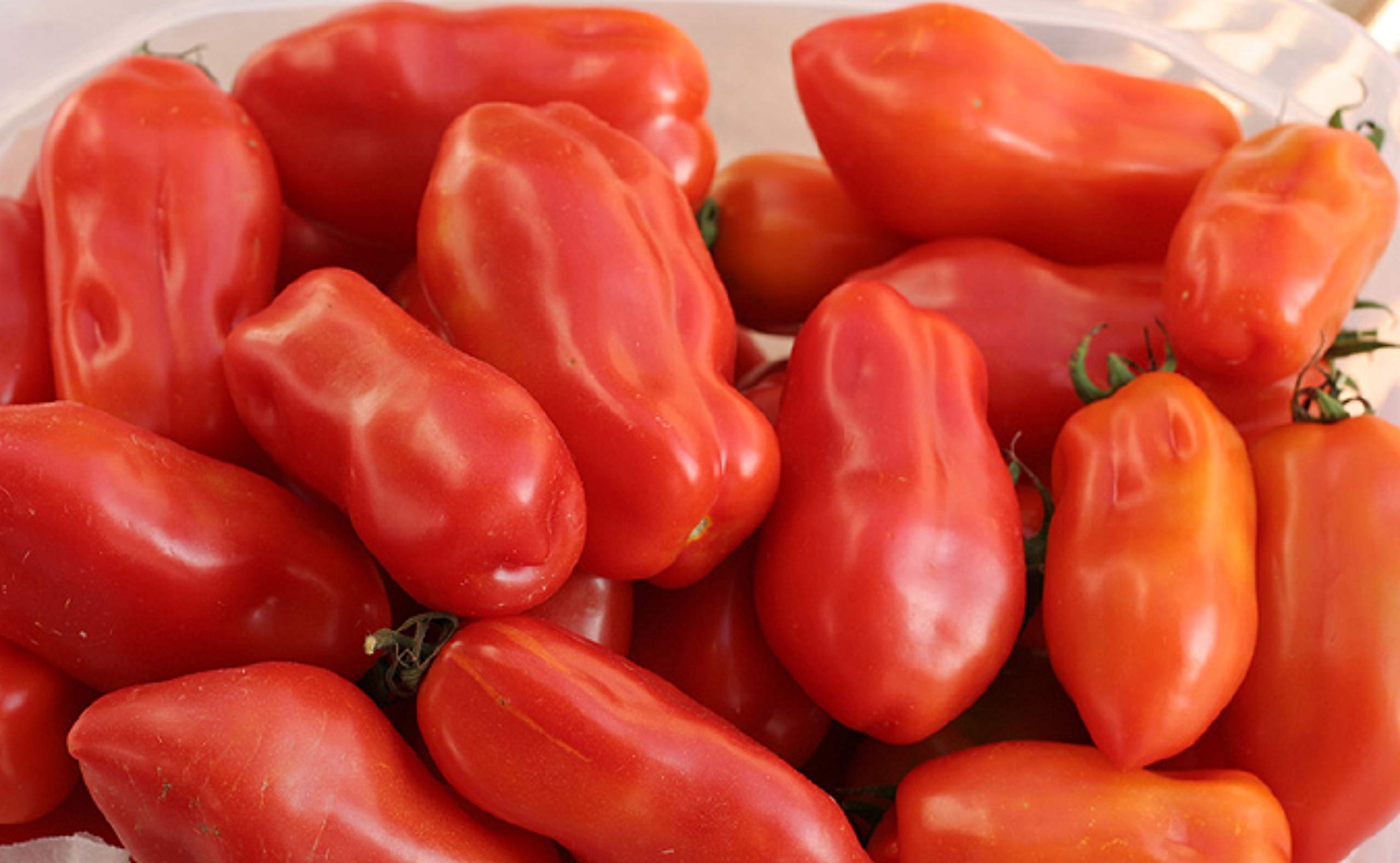 Amazon.com : 40+ San Marzano Tomato Seeds- Italian Heirloom Variety- Ohio  Heirloom Seeds : Vegetable Plants : Patio, Lawn & Garden