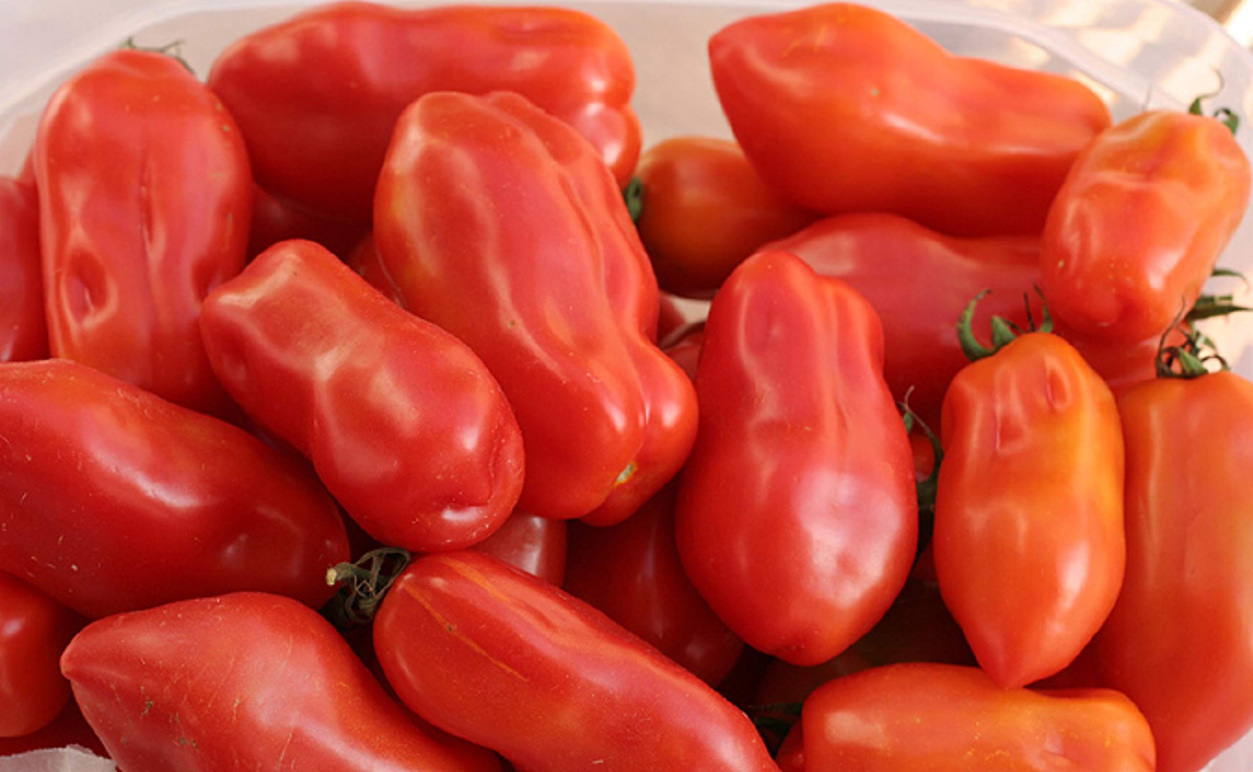 Amazon.com : 40+ San Marzano Tomato Seeds- Italian Heirloom Variety- Ohio Heirloom Seeds : Vegetable Plants : Patio, Lawn & Garden