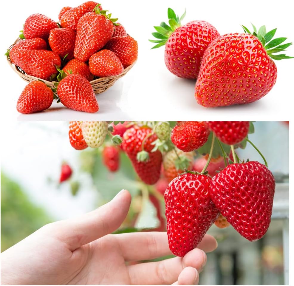 💥50% OFF🍓Climbing Strawberry Tree Mix Seeds✨