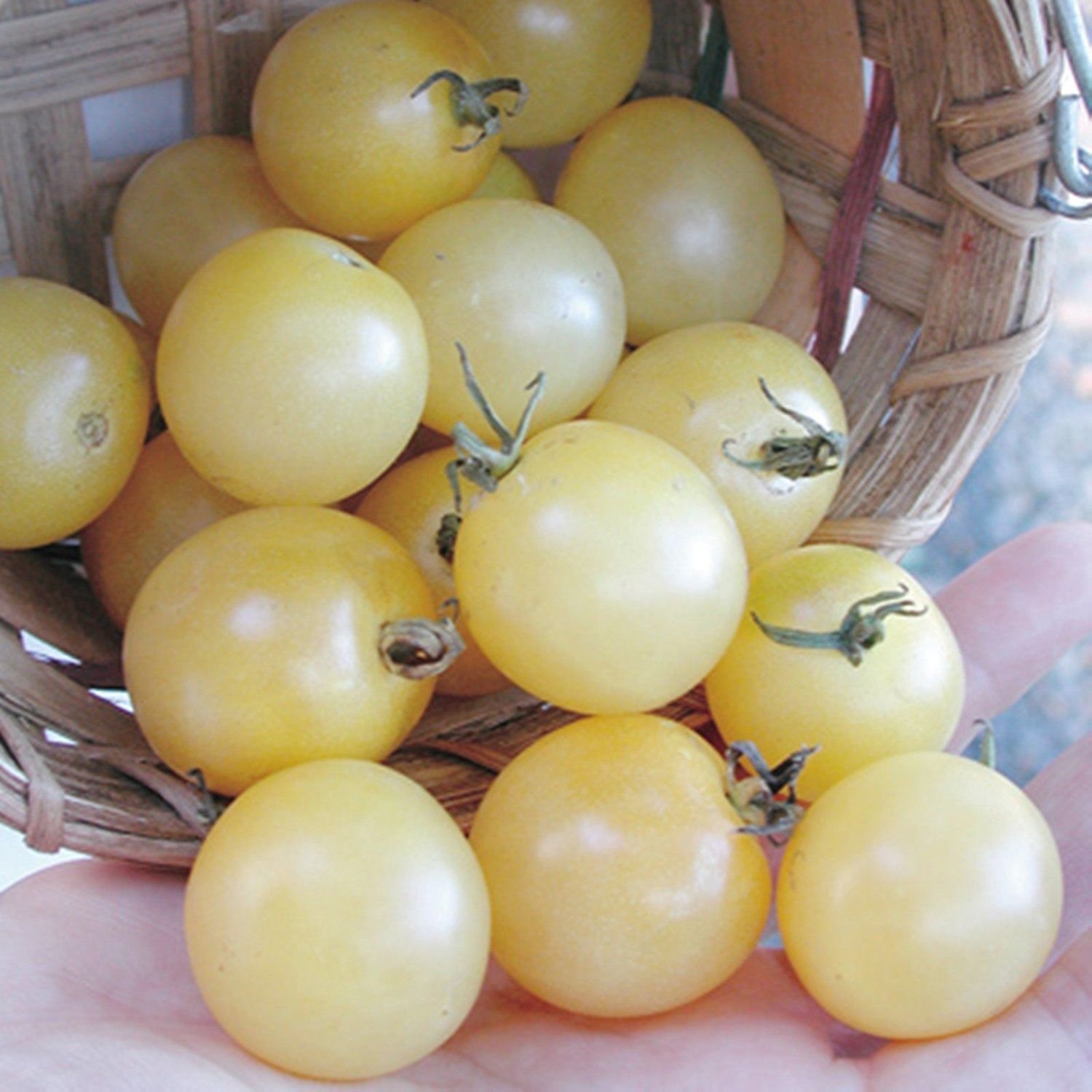 Amazon.com : RAISE ME UP: Seeds Italian Ice Cherry Tomato White  Indeterminate Non GMO : Patio, Lawn & Garden