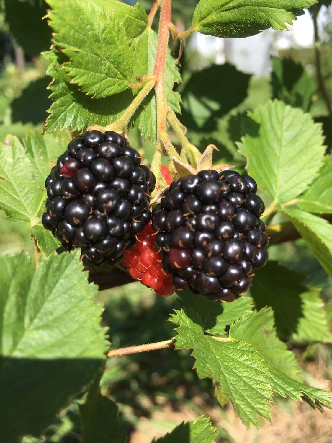 🖤On Sale🖤Spring New Arrivals🥰Triple Crown Blackberry Seeds🍇
