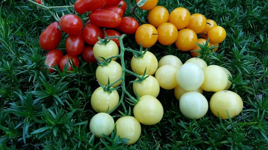 Amazon.com : RAISE ME UP: Seeds Italian Ice Cherry Tomato White  Indeterminate Non GMO : Patio, Lawn & Garden