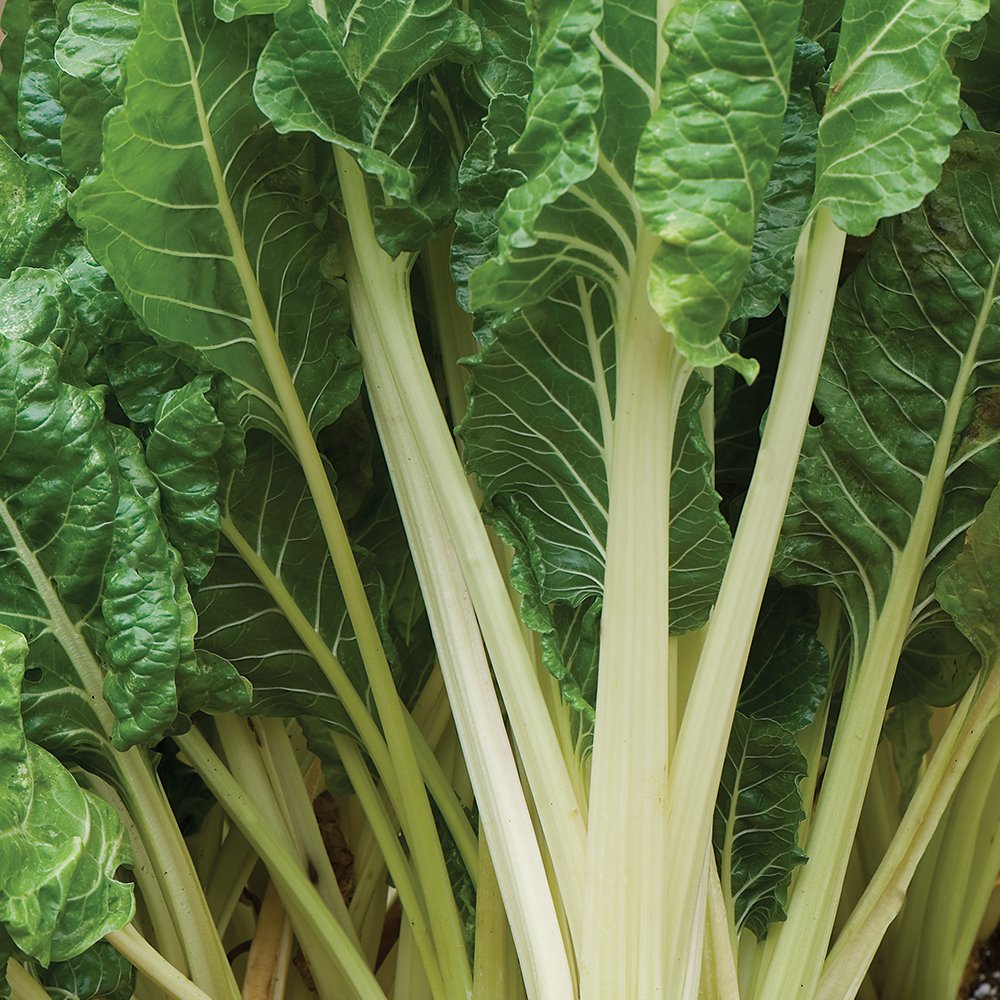 Fordhook Giant Organic Swiss Chard Seeds