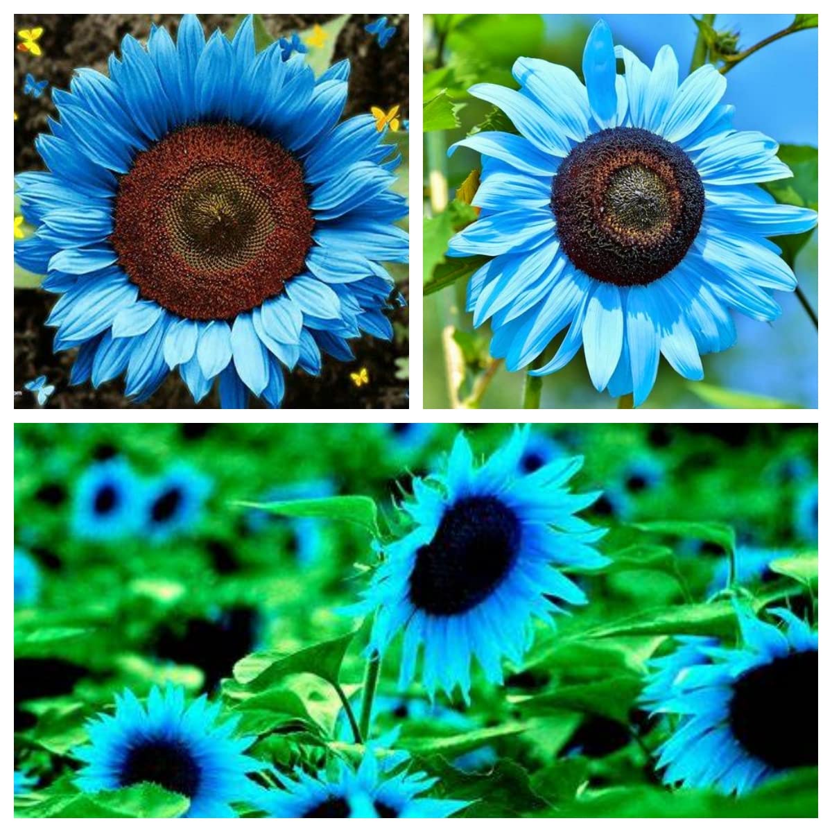 Buy 100 Pcs Midnight Oil Blue Sunflower Rare Ornamental Bright Blue  Sunflowers Non-GMO Flower for ing Home Garden and Outdoors Online at  desertcartSouth Africa