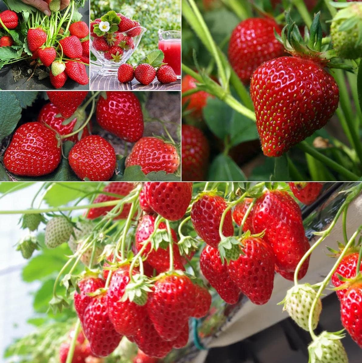 💥50% OFF🍓Climbing Strawberry Tree Mix Seeds✨