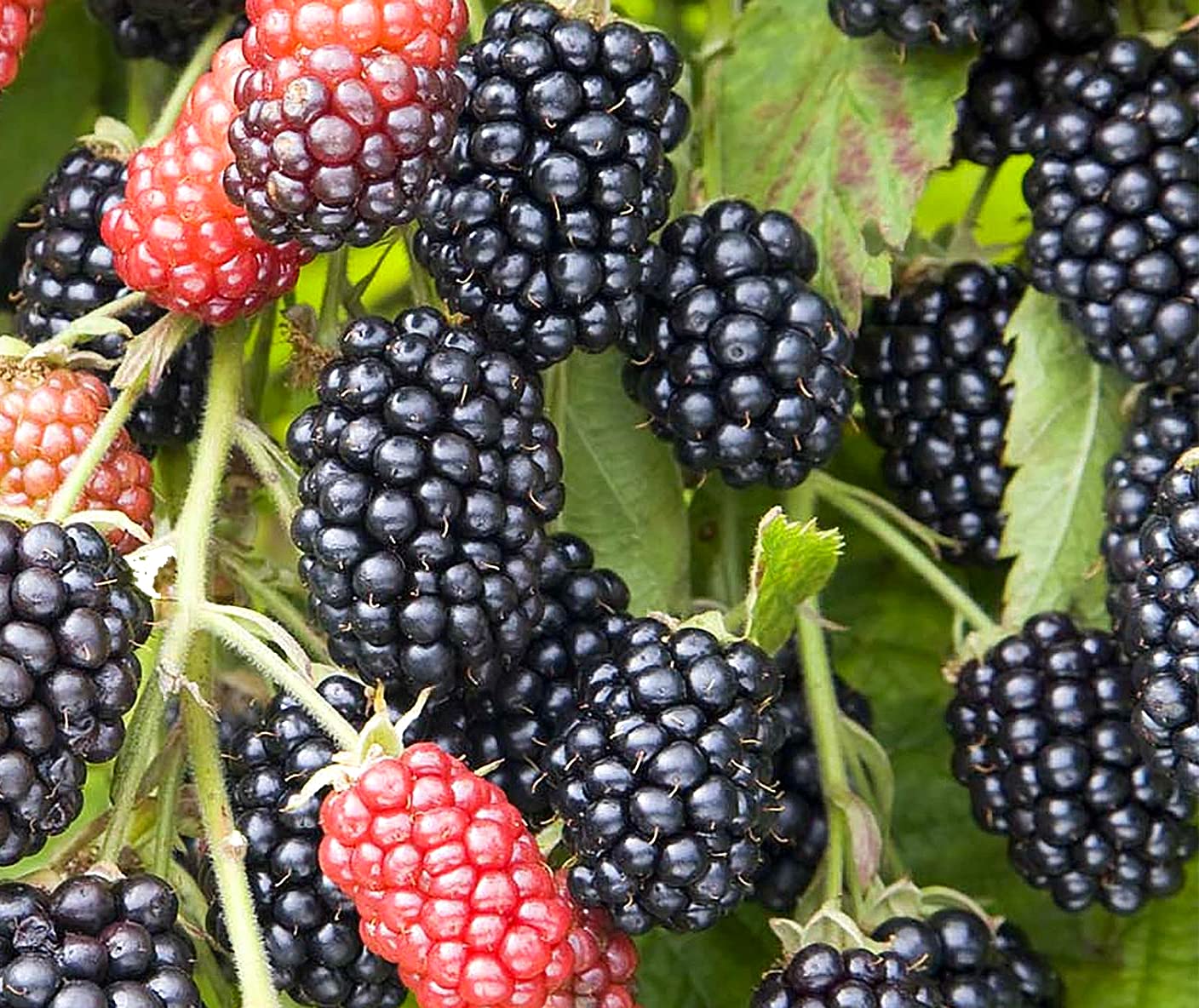 Amazon.com : Hello Organics BlackBerry Plants Triple Crown Price ...