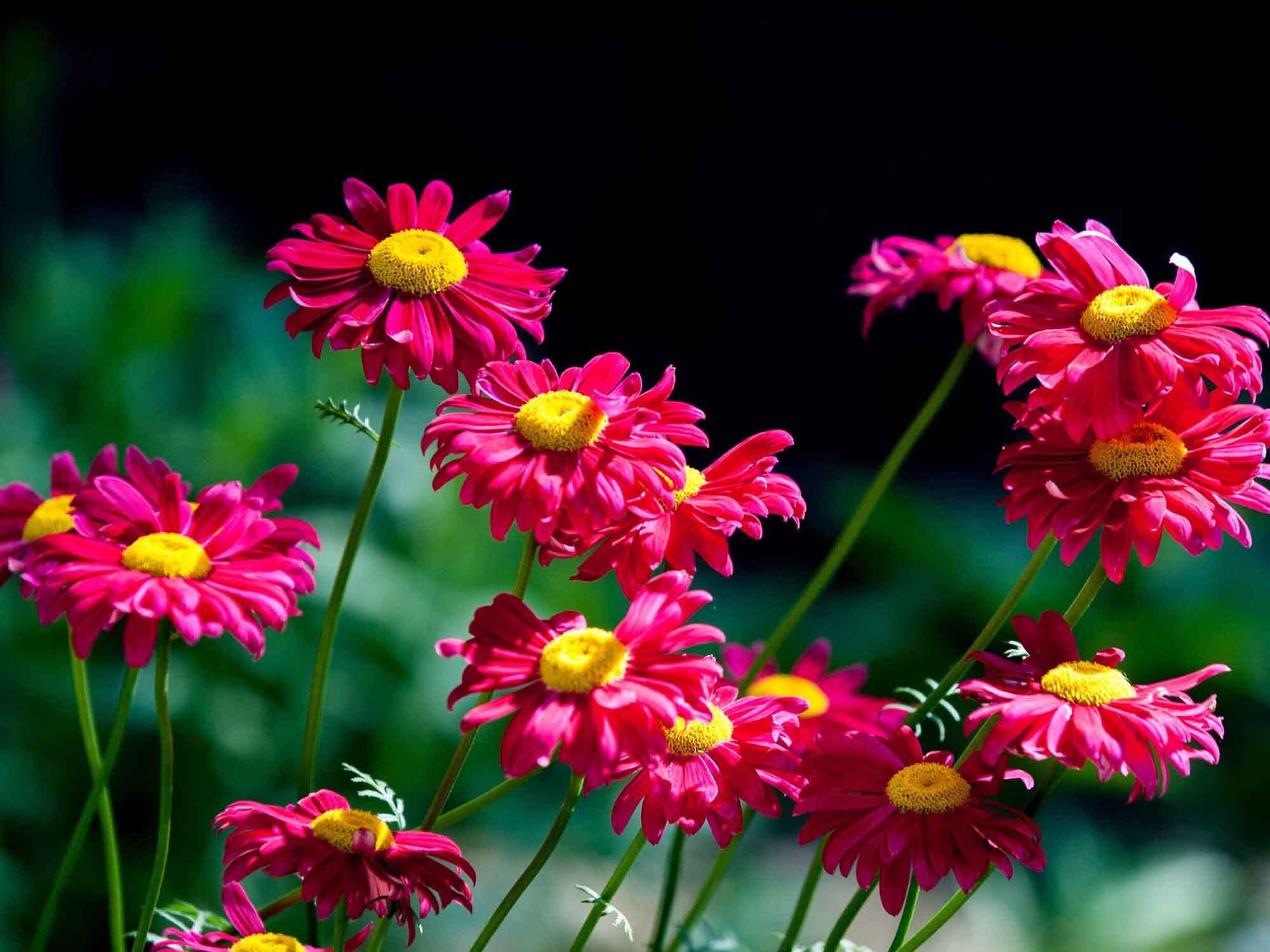 Amazon.com : 1000+ Pyrethrum Tanacetum Chrysanthemum Robinson's Plant  Garden Flower Seed - Fresh Mix Color Flower Seeds : Patio, Lawn & Garden