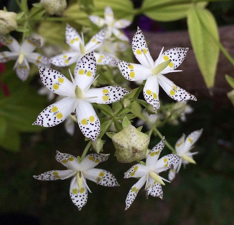 282 / 10 Swertia Seeds Climber Flower Seeds Rare Plant Seeds Plantseeds Seeds