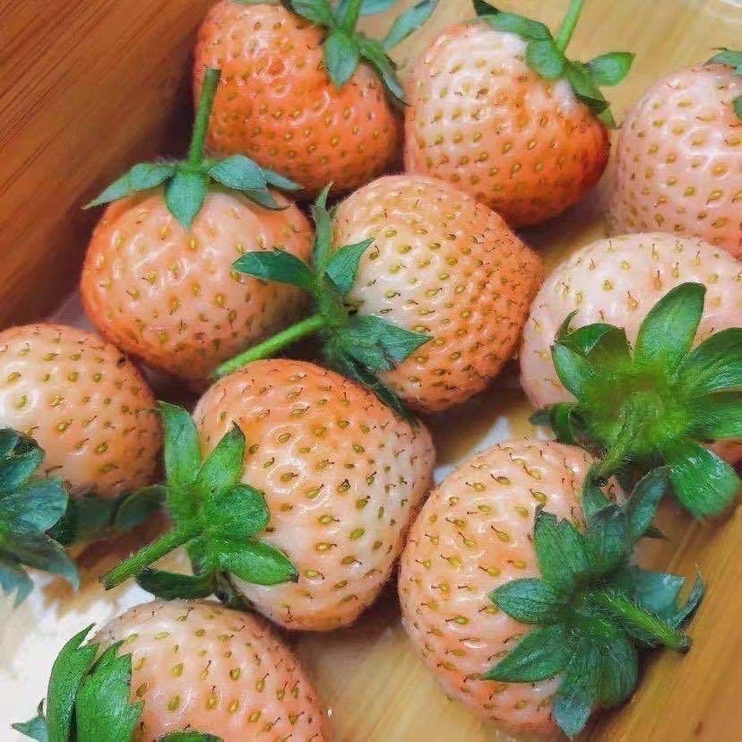 💥50% OFF🍓Climbing Strawberry Tree Mix Seeds✨