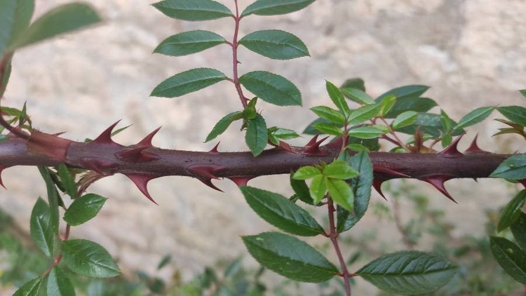 黄刺玫- 抖音百科