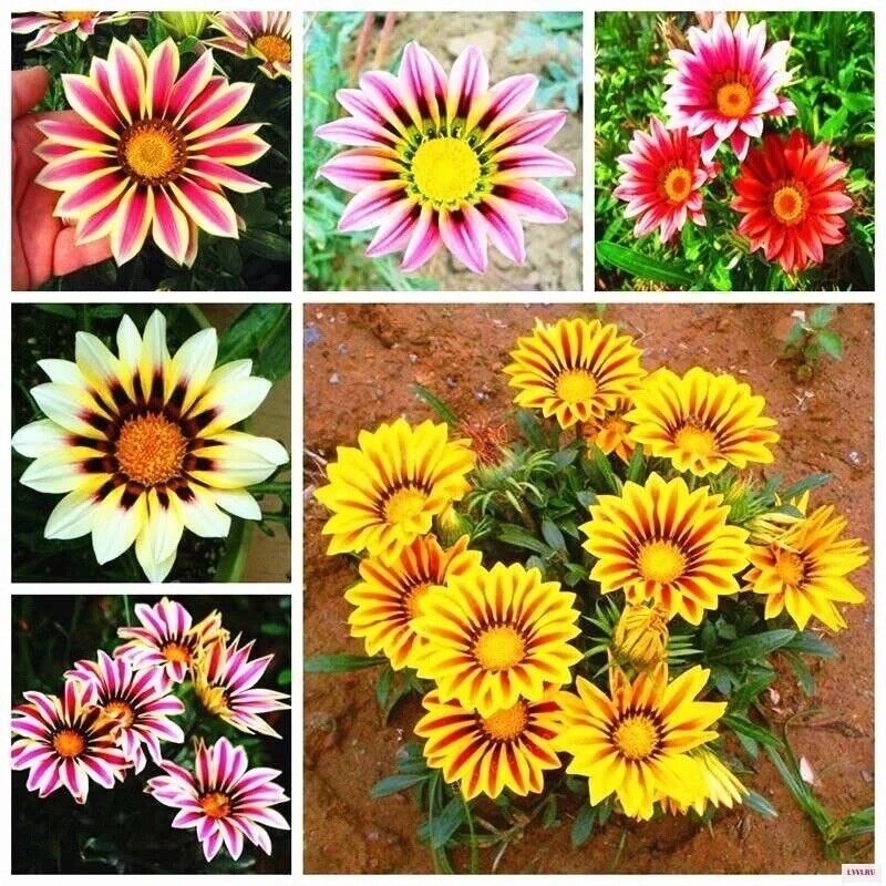 African Daisy Flowers - Gazania Seeds
