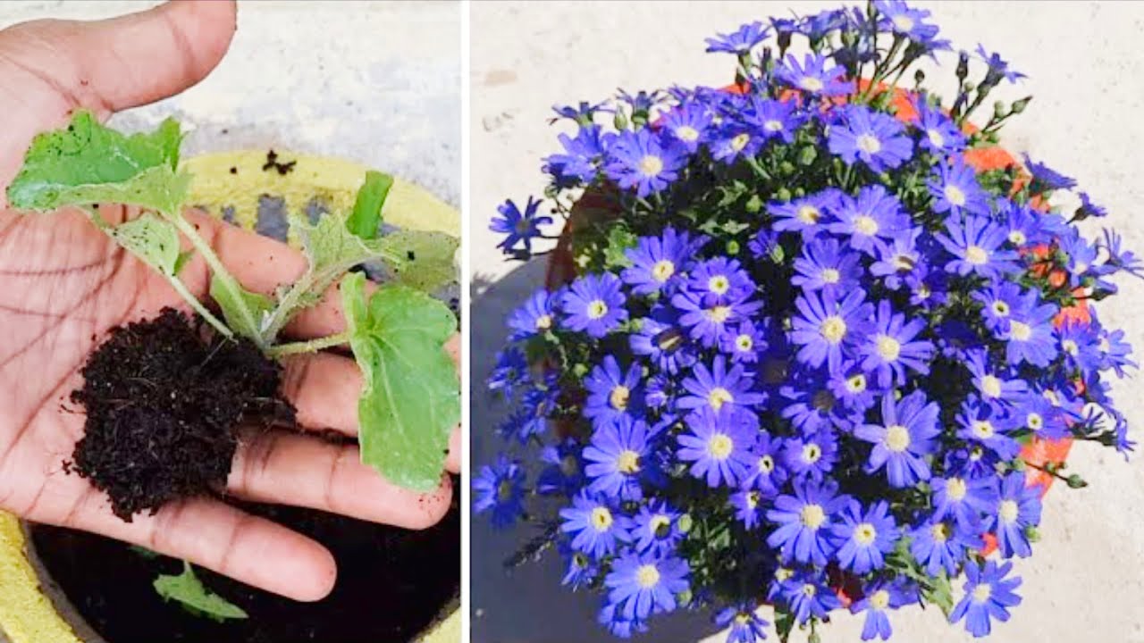 how to grow cineraria winter flower plant from seeds | winter flowers @gardening4u11 - YouTube