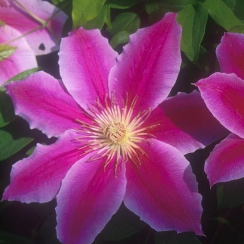 Clematis Dr. Ruppel Seeds 50/100/200PCS