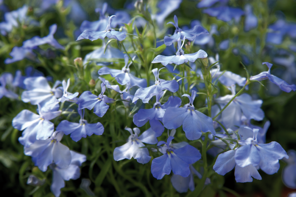 Lobelia erinus Palace Sky Blue | Benary