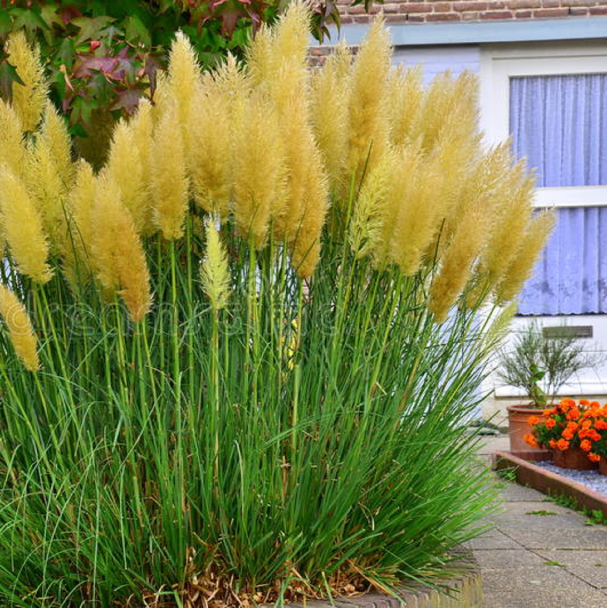 ✨Garden Favorite🌾Perennial Pampas Ornamental Grass Seeds