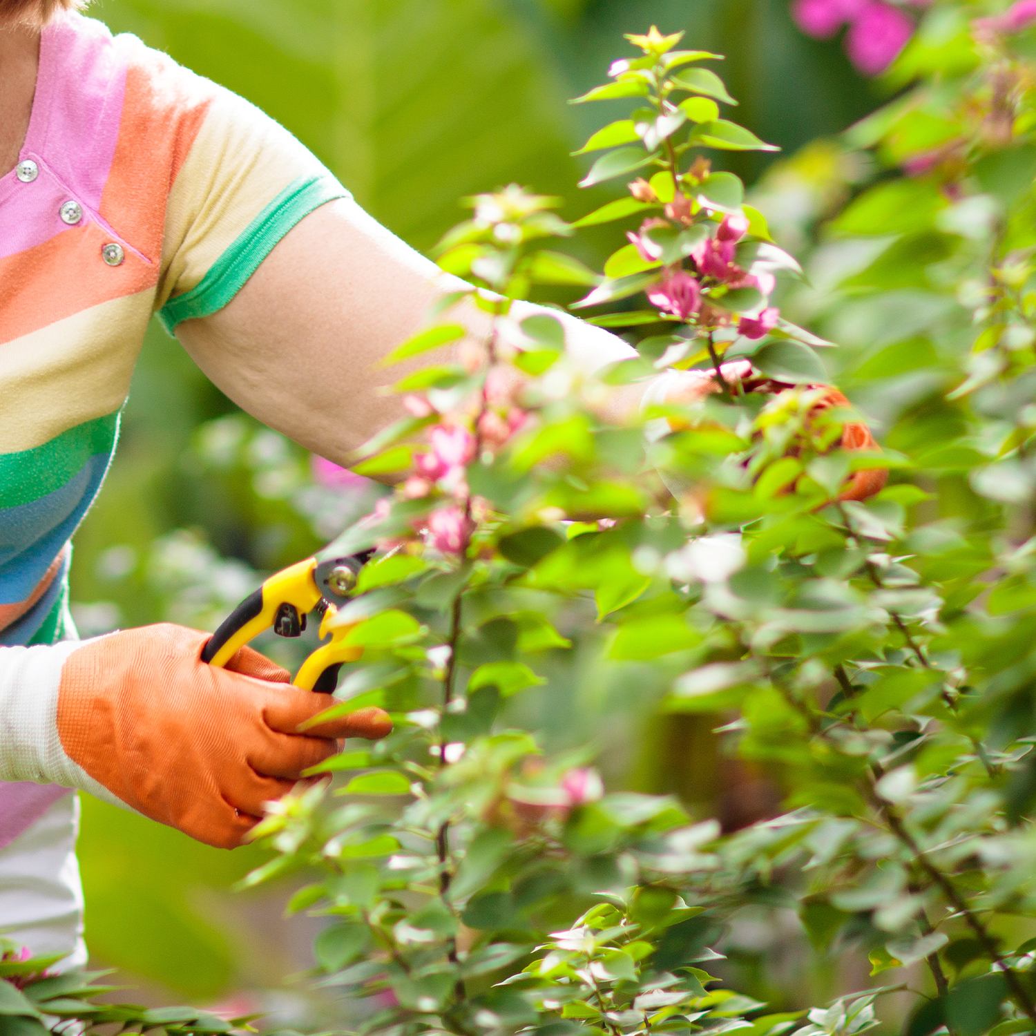 Tips and Tricks To Care For Your Bougainvillea &ndash; Roger's Gardens