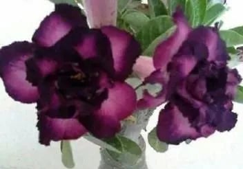 🌵🌹 Dive into Desert Beauty: Desert Rose Seeds for Your Tranquil Haven!-Various Colors🌱Long Flowering Period 🏜️🌺