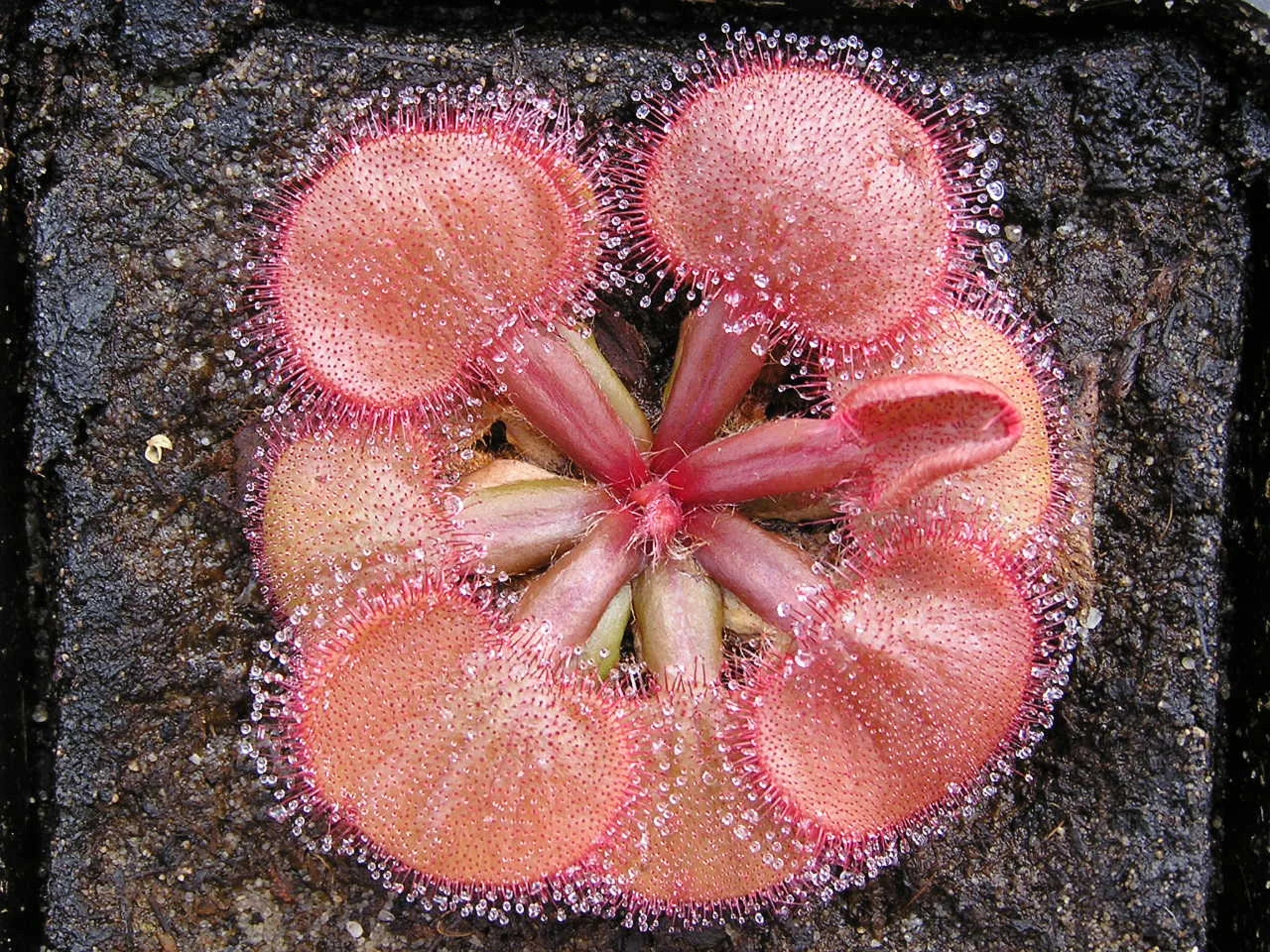 Benoon Drosera - Semi di Falconeri, 20 pezzi/Bag Drosera Falconeri Semi Rari Carnivore Attraenti Pieni di Vitalità Sundew Semi:Seeds
