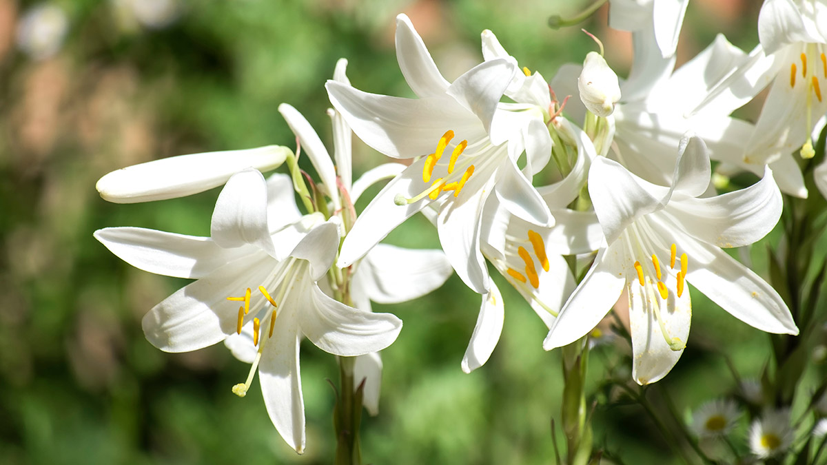 9 Types of Lilies | Petal Talk