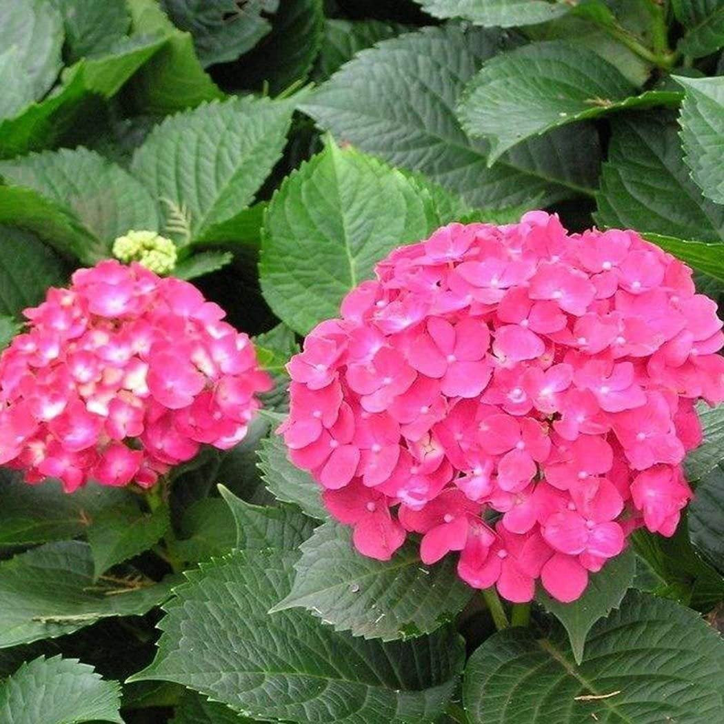 20 pcs/Pack Hydrangea Seed Bonsai Flower Seeds Hydrangea Perennial Garden Home