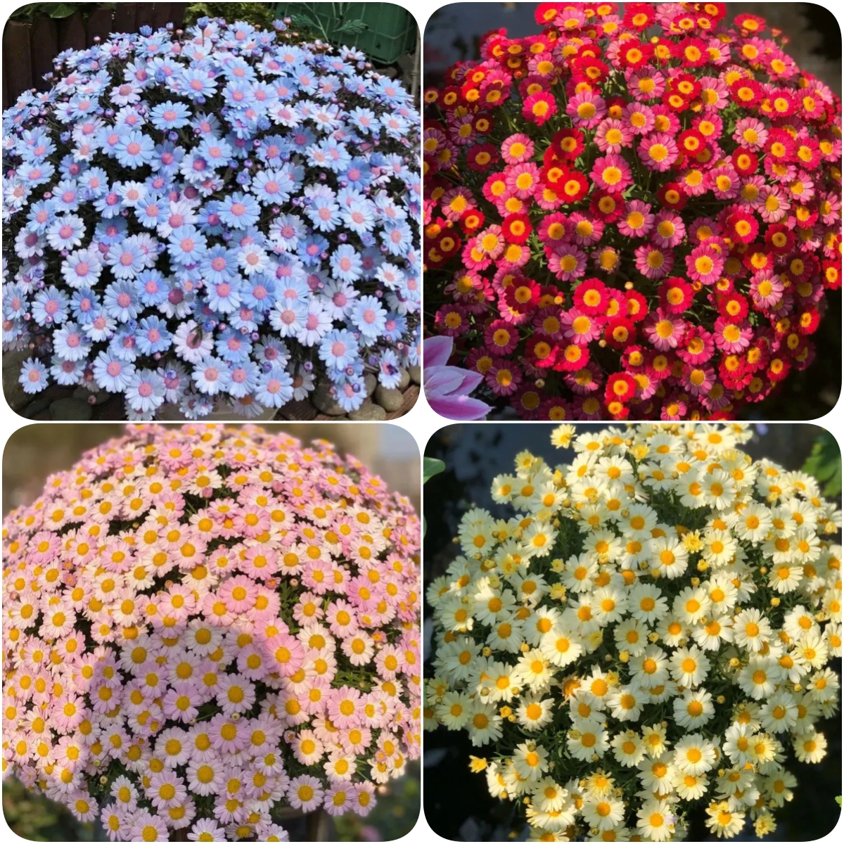 Hot sale🔥Marguerite daisy/multi-color🌼explosion machine