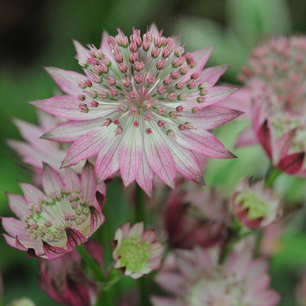 Astrantia Major Seeds
