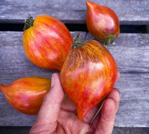 Crushed Heart Tomato Seeds - 1 Pack Per Customer | carmel-bella-farm