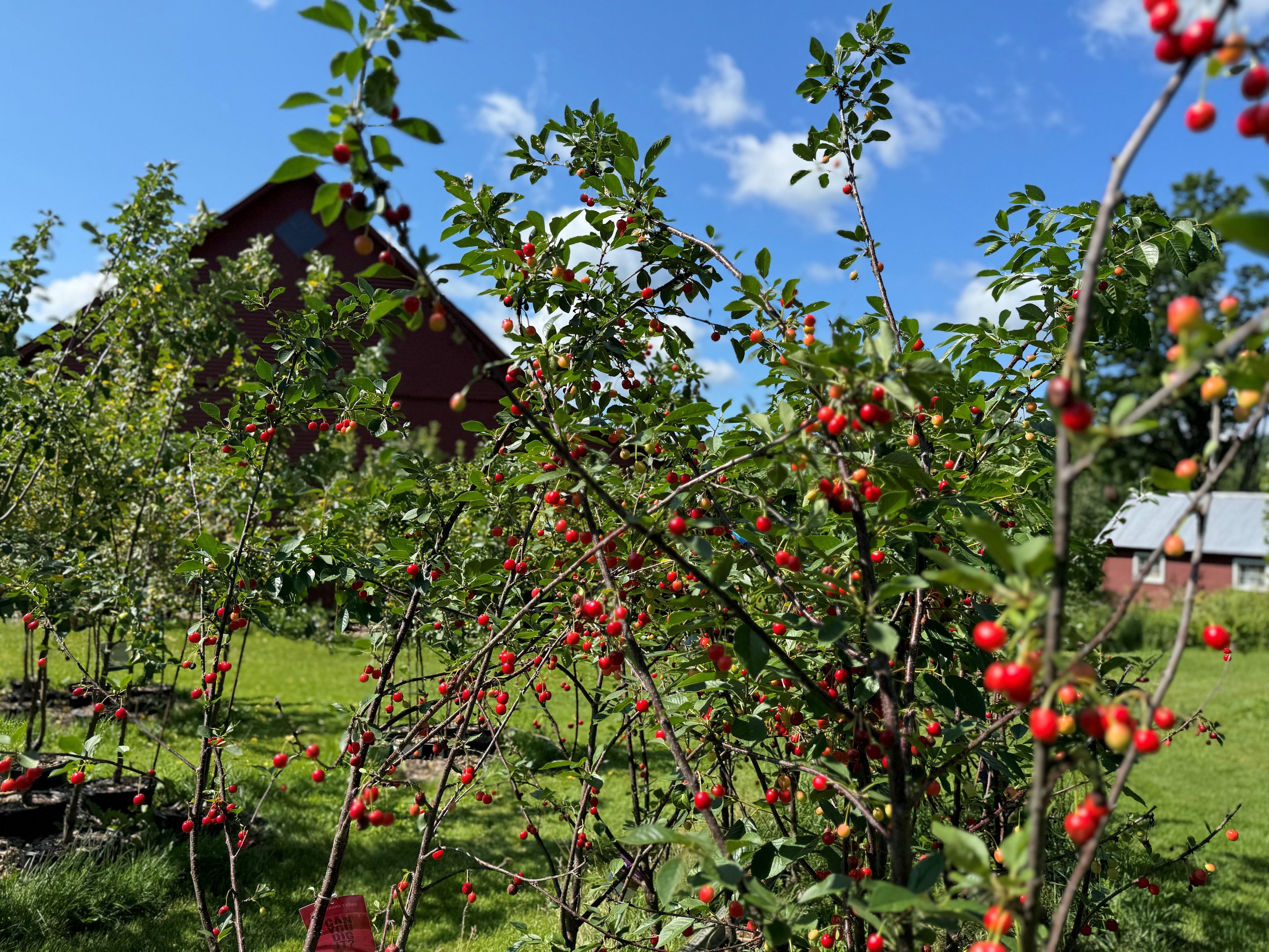 The Ultimate Cherry Tree Selection for Vermont's Climate &mdash; Apple Tree  Vermont