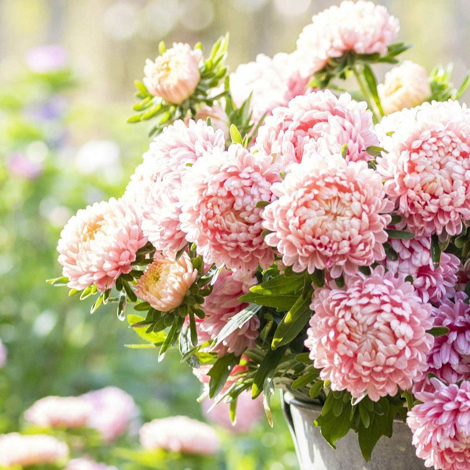 Aster Seeds (Peony Duchess) - Apricot