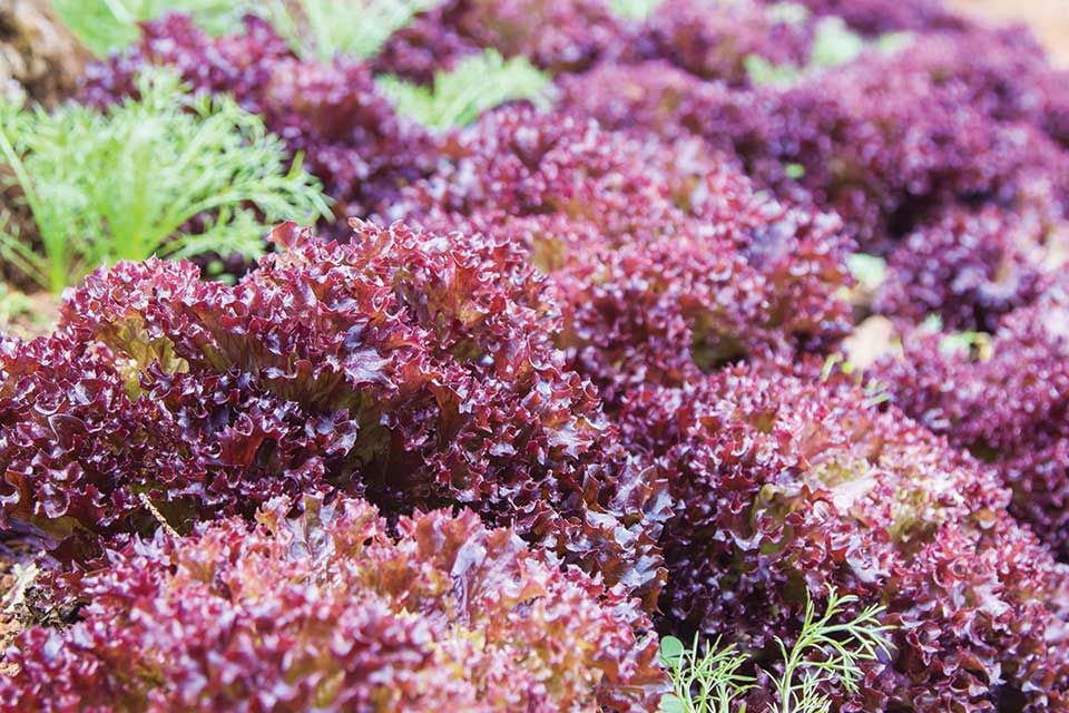 Organic Lollo Rossa Dark Lettuce Seeds &mdash; San Diego Seed Company
