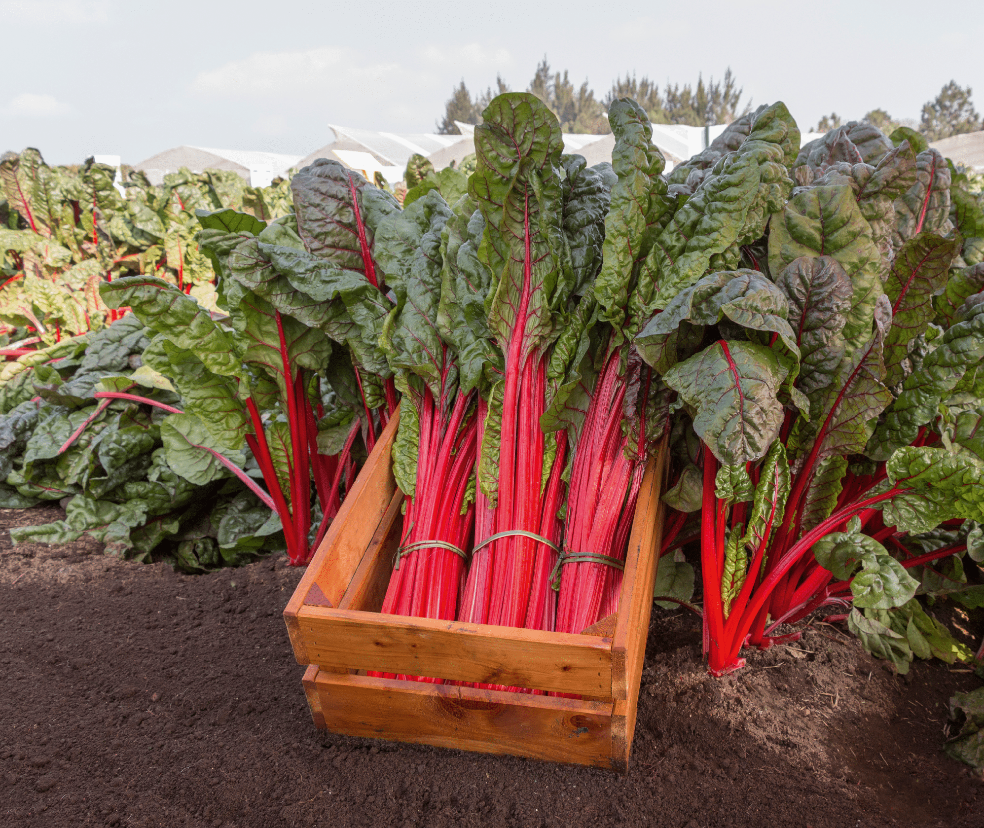 Ruby Red Swiss Chard Seeds