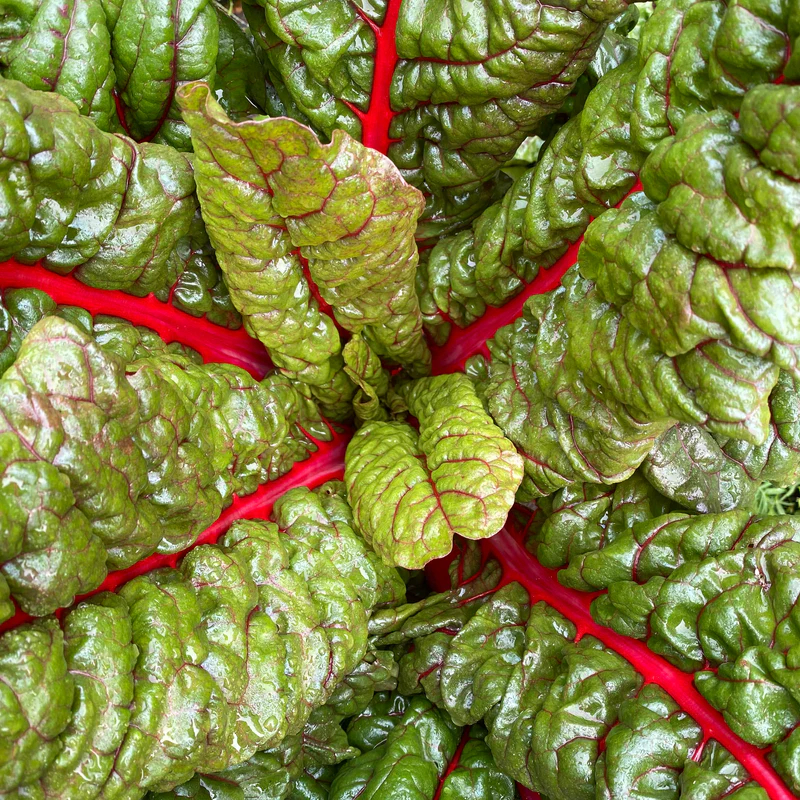Rhubarb Supreme Organic Swiss Chard Seeds