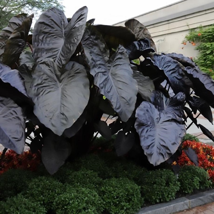 The Black Magic Elephant Ear Plant - Houseplant Central