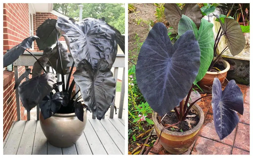 Colocasia Black Coral vs. Black Magic – What's the Difference? – Ask the plantician
