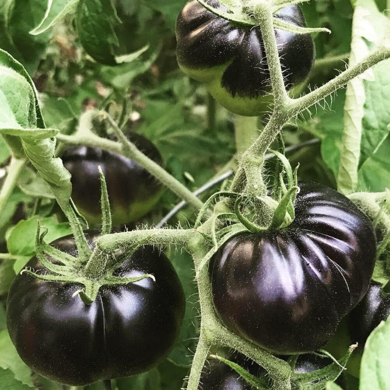 Black Beauty Tomato - Organic seeds Ireland Sow Diverse