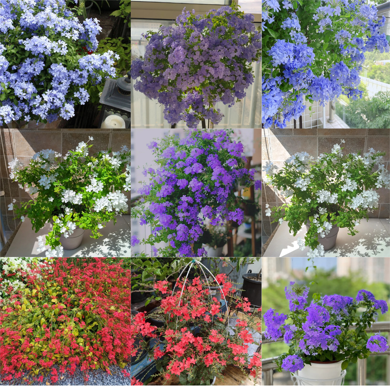 Purple Plumbago auriculata🌈heat and drought tolerant-insect resistant