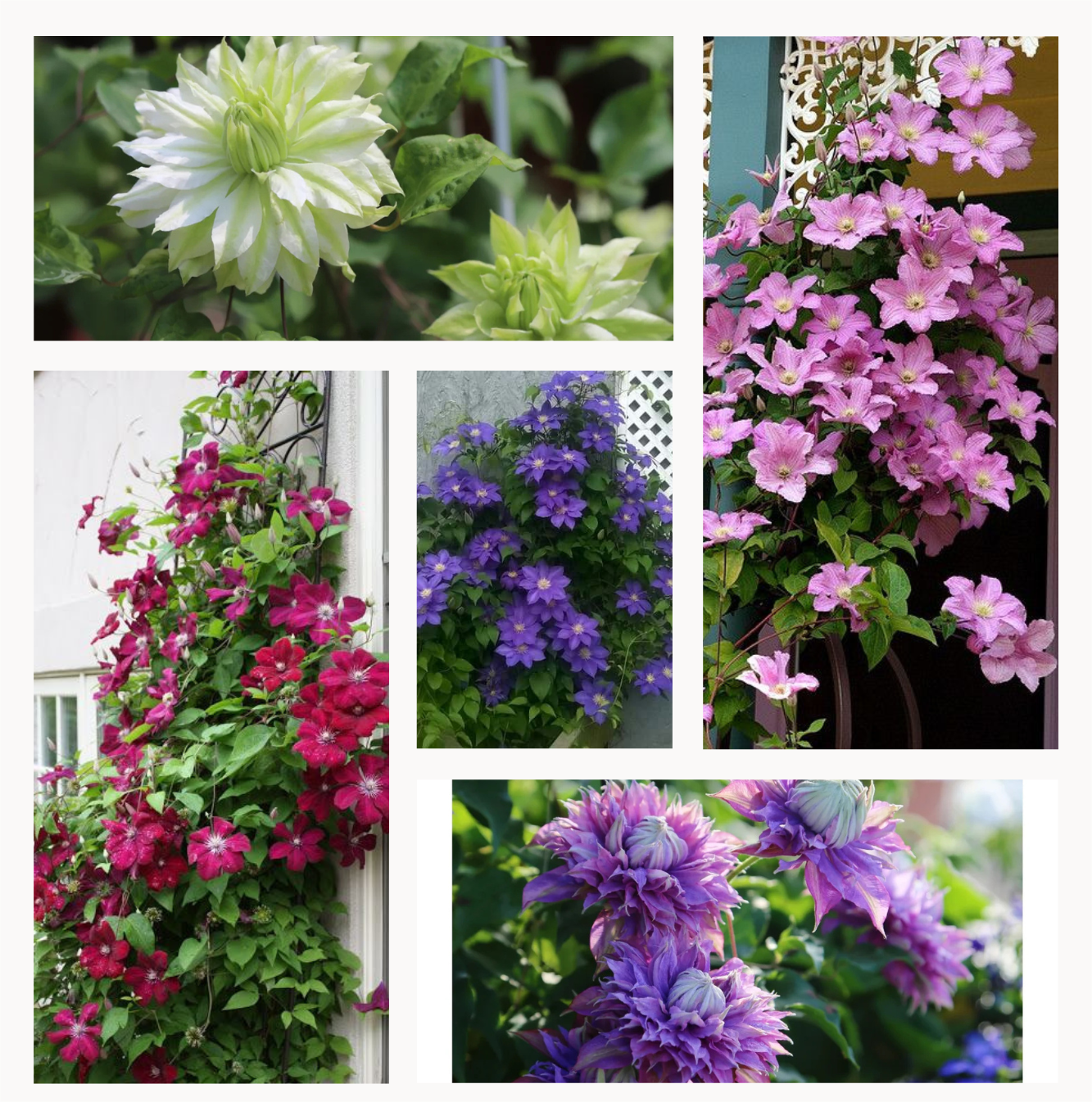 Reder-shop 50Pcs Clematis Flower Seeds Perennial Vines Climbing Clematis Plant Seed Garden Decoration