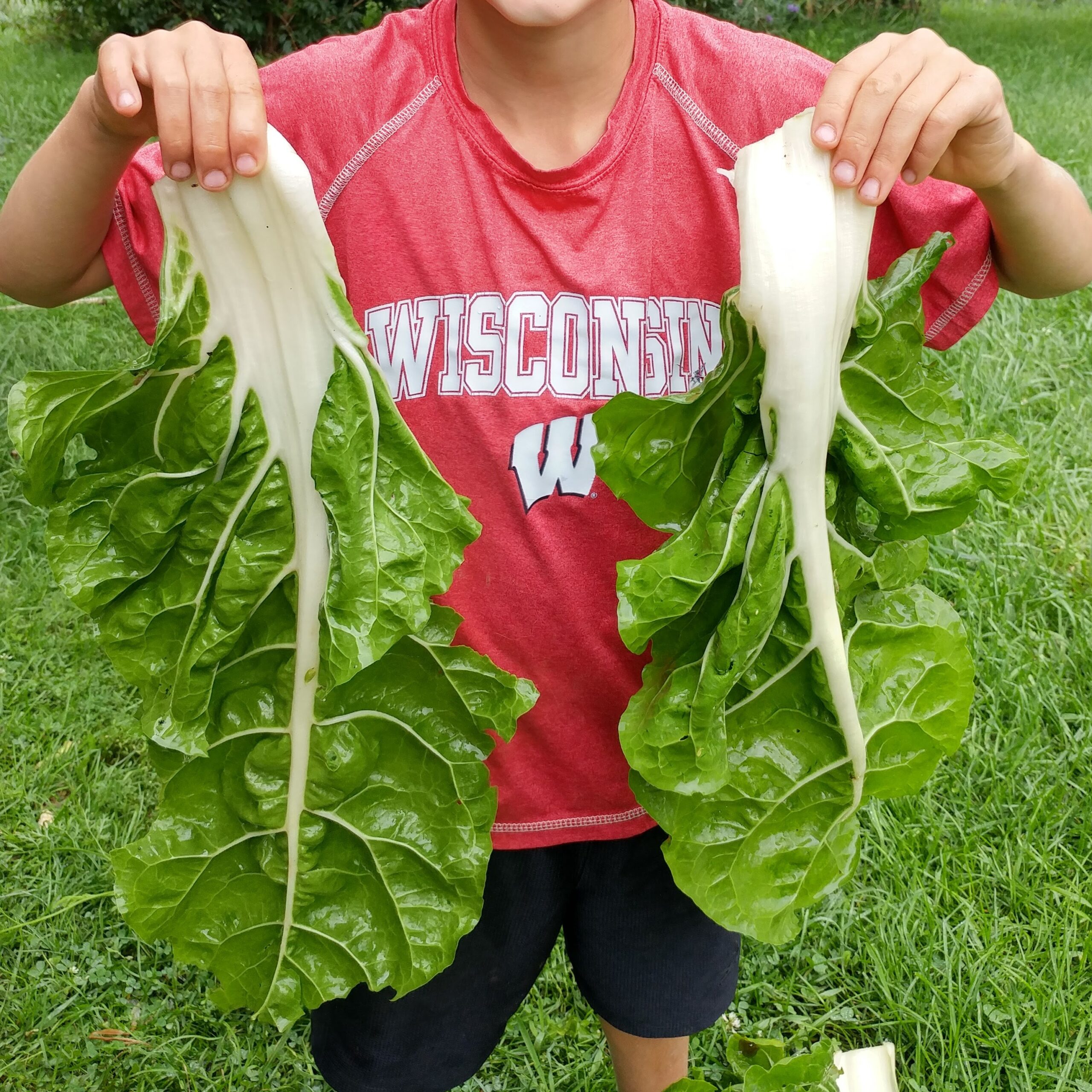 Fordhook Giant Organic Swiss Chard Seeds