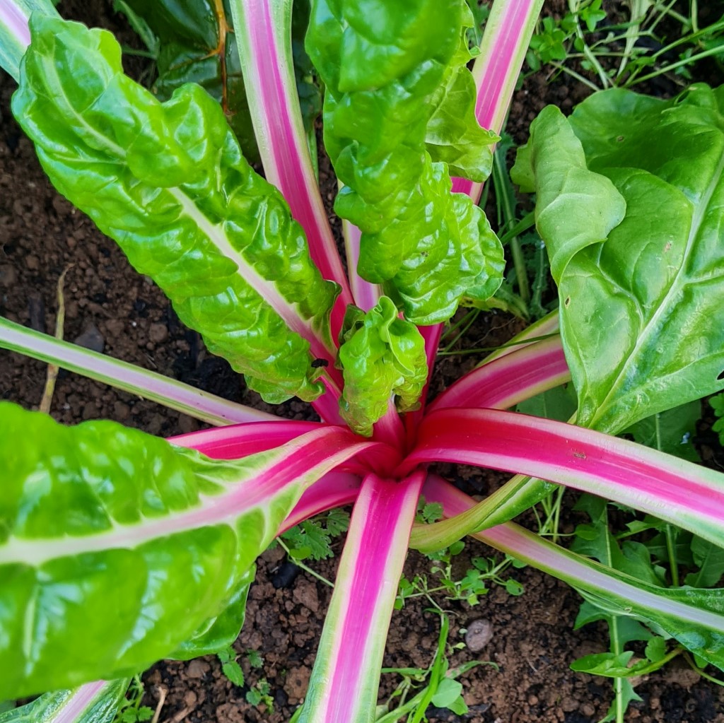 Peppermint Swiss Chard Seeds