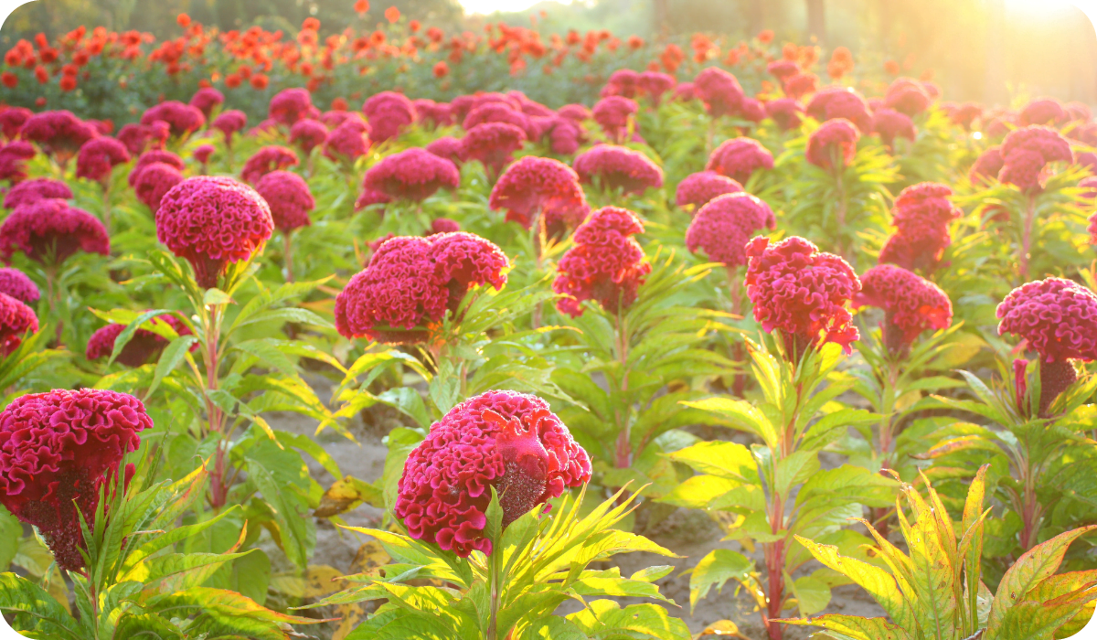 Unleash the Vibrant Beauty of Cockscomb Flowers in Your Garden | Shehri  Kisaan&reg; --- The Urban Farmers