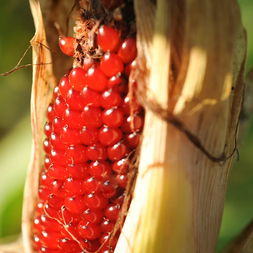 STRAWBERRY CORN SEEDS FOR PLANTING, POPPING CORN