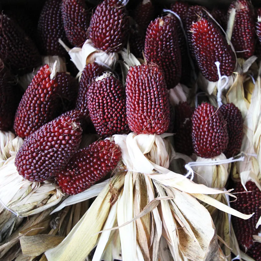 STRAWBERRY CORN SEEDS FOR PLANTING, POPPING CORN