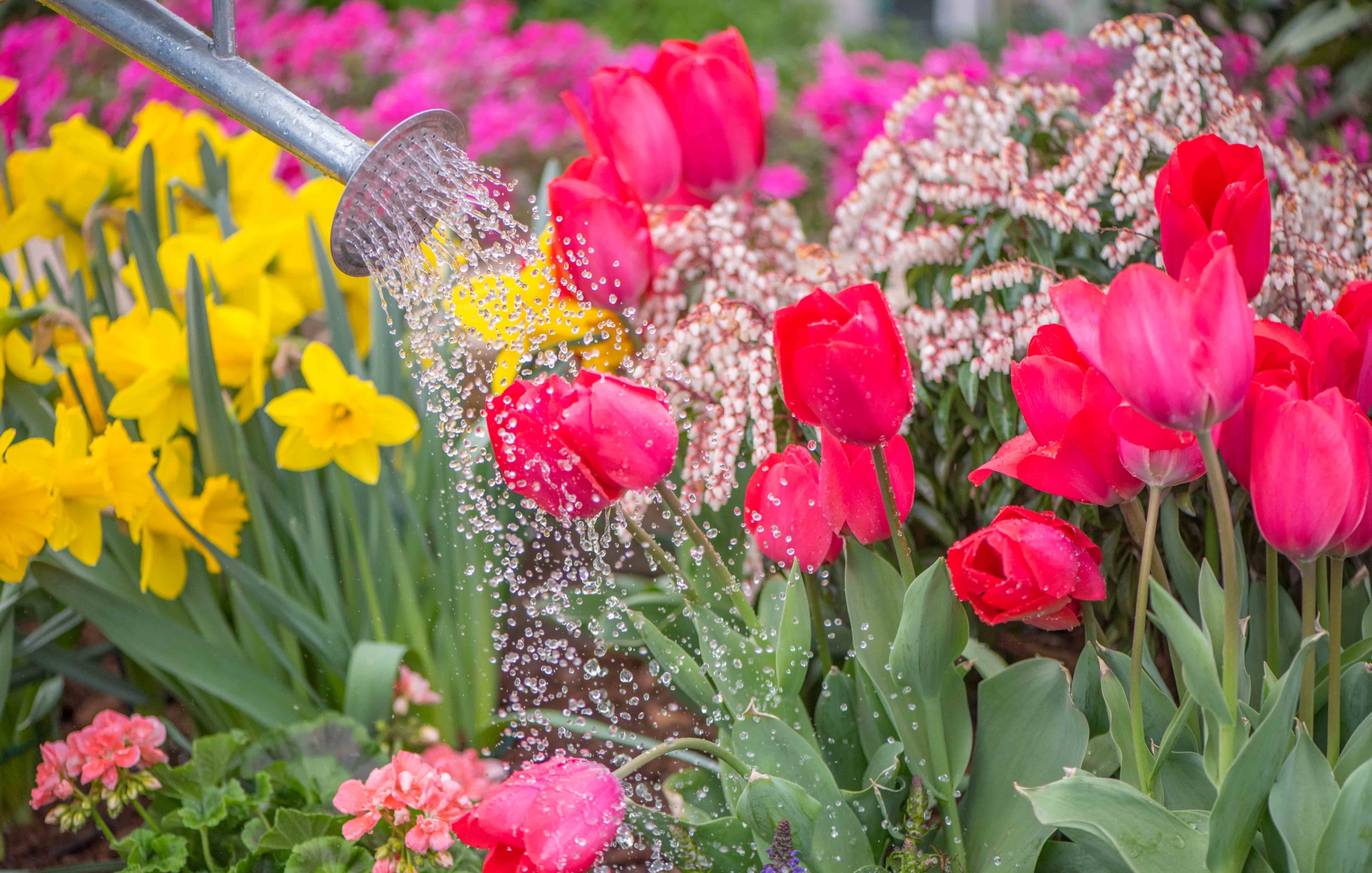 Watering Instructions and Guidelines &ndash; Merrifield Garden Center