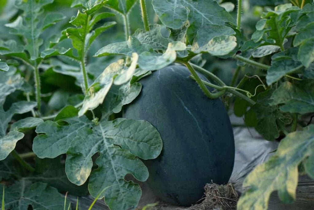 All About the Black Diamond Watermelon - Minneopa Orchards