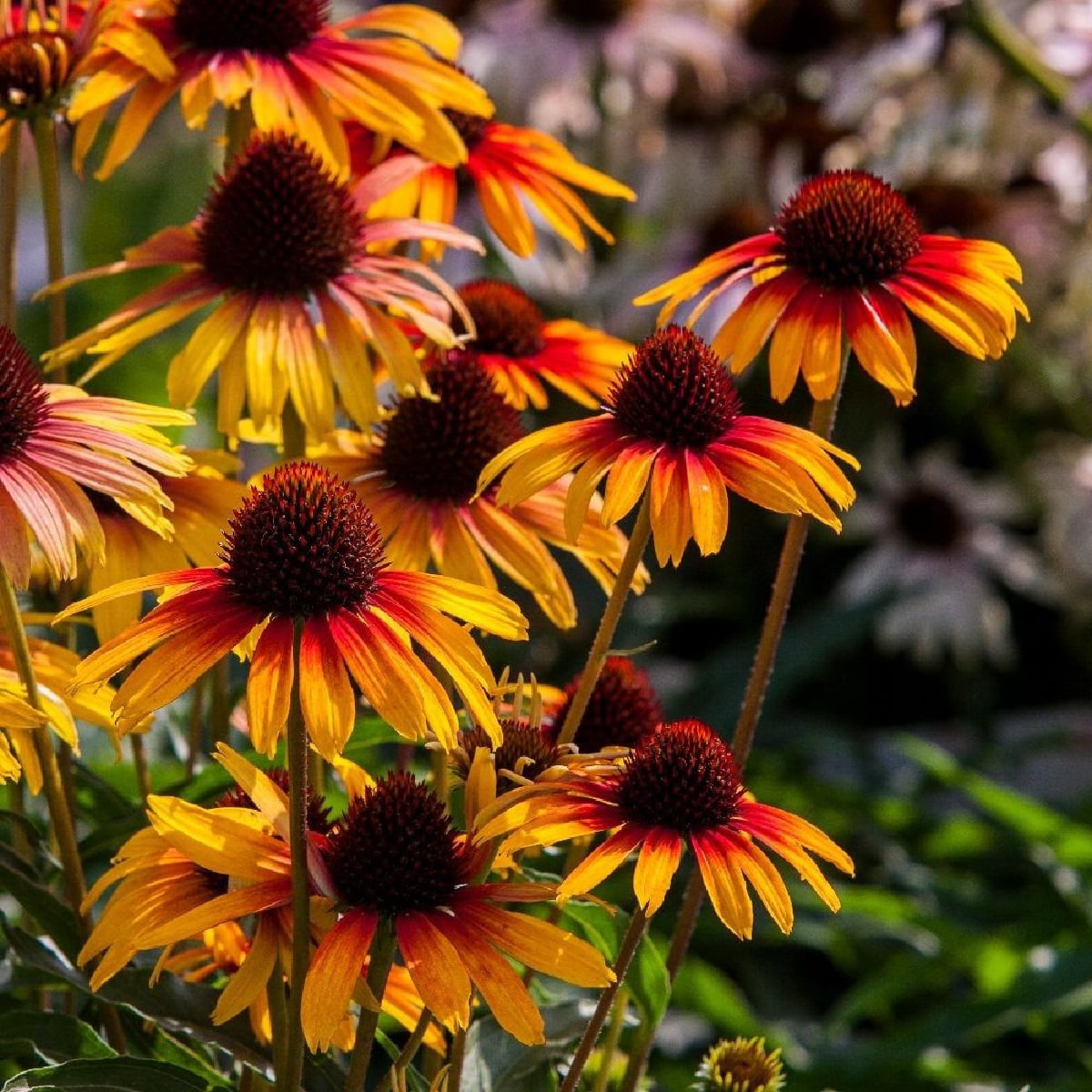 Fine Feathered&trade; Parrot Coneflower - Echinacea - 3" Pot - Walmart.com