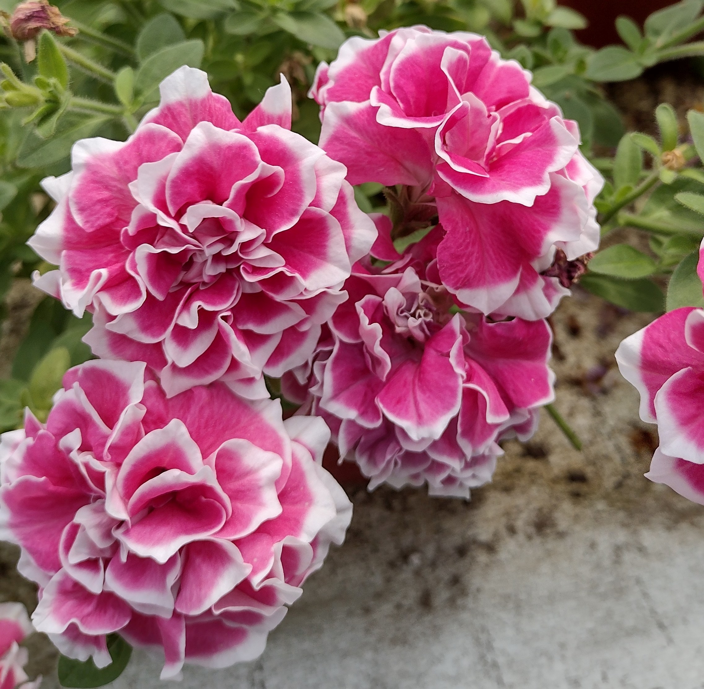 ✨🤩Hot Selling💐Rare Double Petunia Seeds
